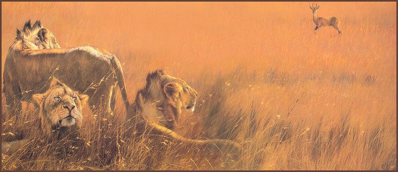 Lionsof the Serengeti. Kim Donaldson