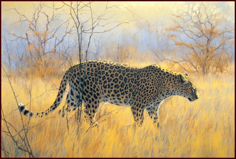 Winter Morning Leopard. Kim Donaldson