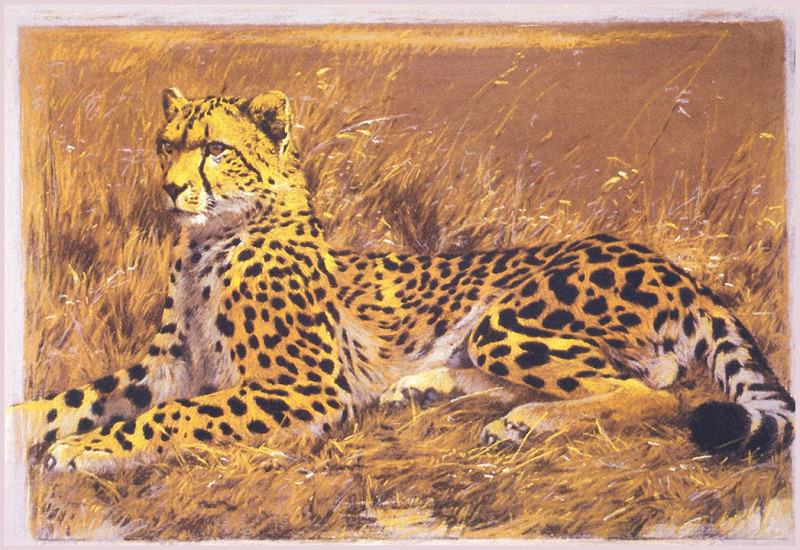 King Cheetah. Kim Donaldson