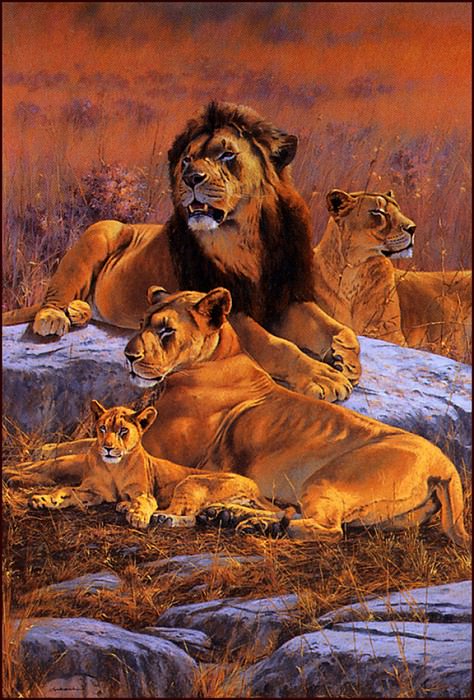 Царство льва. Ким Дональдсон