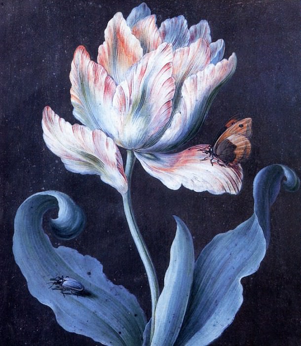 Parrot Tulip, Butterfly and Scarab. Barbara Dietzsch