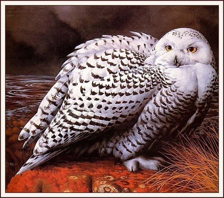 bs-na- Barry Driscoll- Female Snowy Owl. Barry Driscoll
