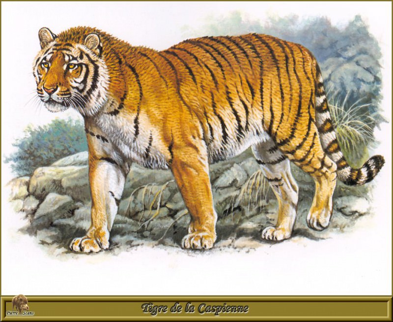 Tigre de la Caspienne. Robert Dallet