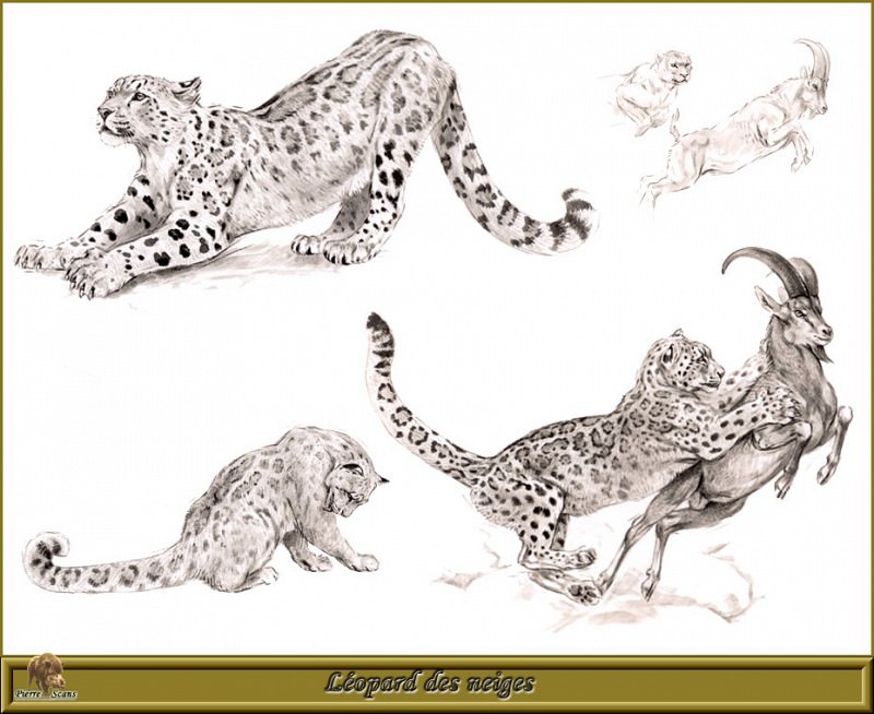 Белые леопарды или снежные барсы. Роберт Даллет