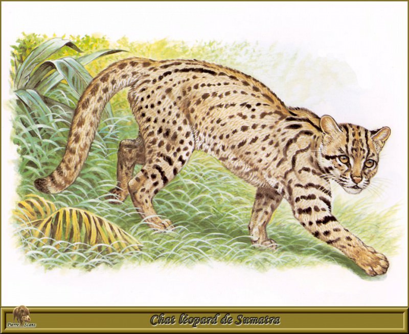 Chat lйopard de Sumatra. Robert Dallet