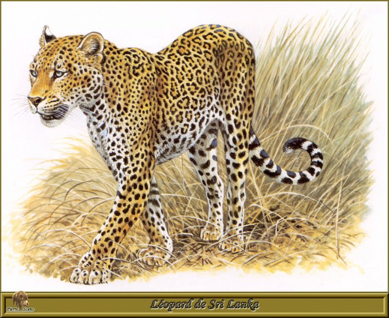Шриланкийский леопард. Роберт Даллет