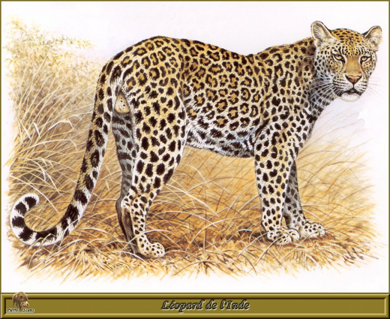 Индийский леопард. Роберт Даллет