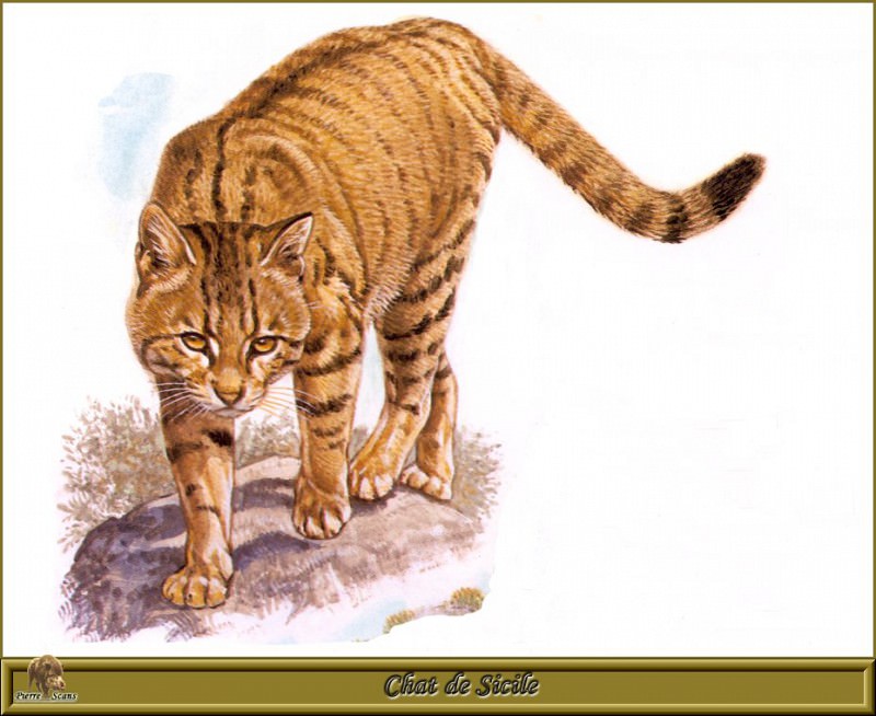 Сицилийская дикая кошка. Роберт Даллет