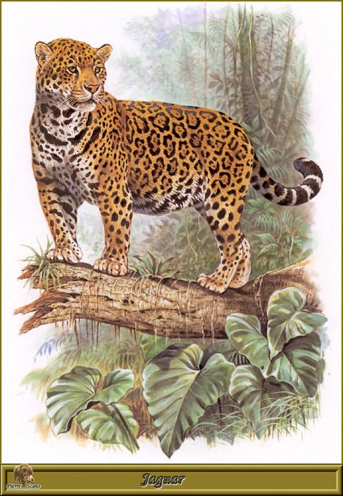 Jaguar. Robert Dallet