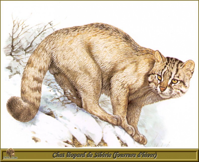 Сибирская дикая кошка, зимний мех. Роберт Даллет