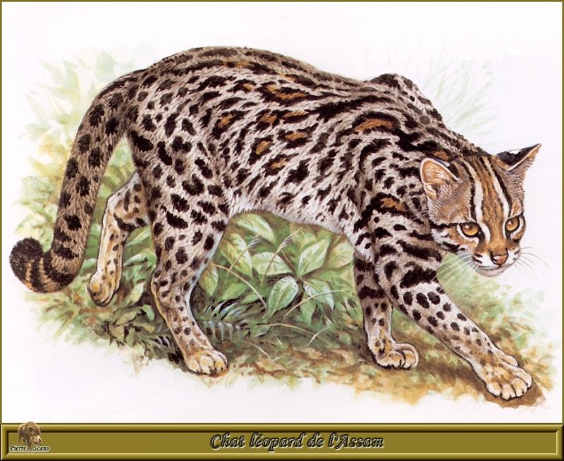 Дикая кошка-леопард из индийского штата Ассам. Роберт Даллет