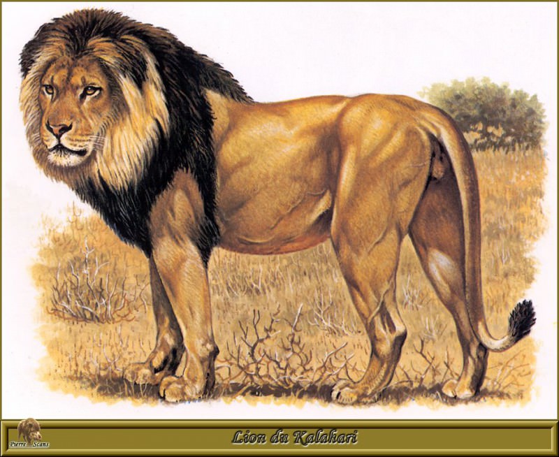 Lion du Kalahari. Robert Dallet
