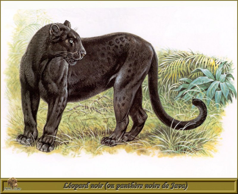 Черный леопард или Черная яванская пантера. Роберт Даллет