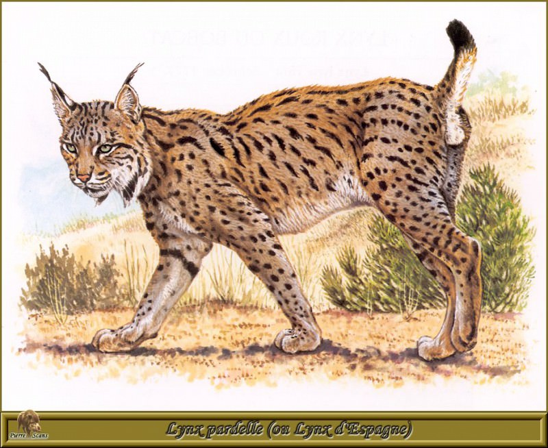 Lynx pardelle ou Lynx dEspagne. Robert Dallet