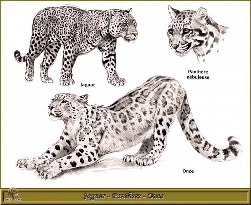 Jaguar Panthиre Once. Robert Dallet