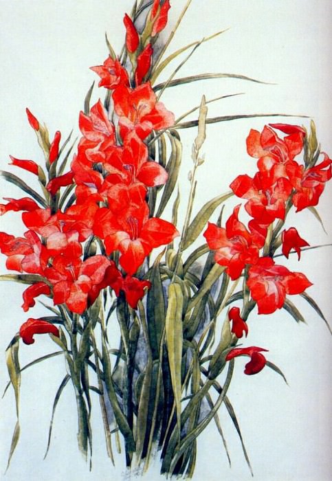 gladiolus 1928. Charles Demuth