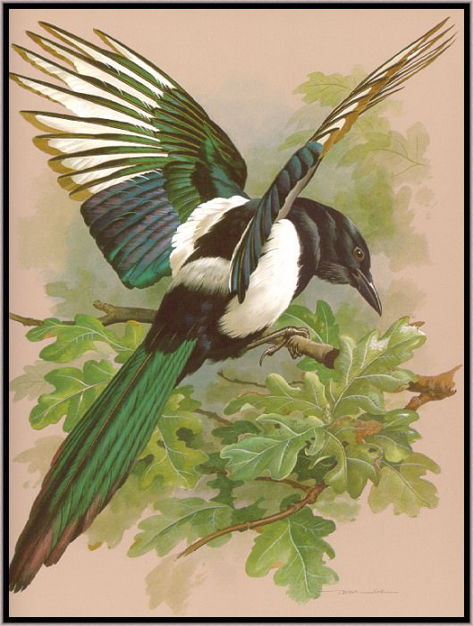 The Magpie. Basil Ede