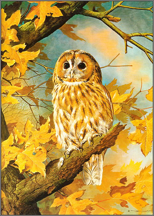 Tawny Owl. Basil Ede