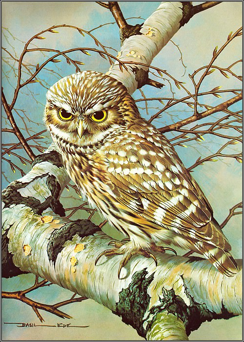 Little Owl. Basil Ede