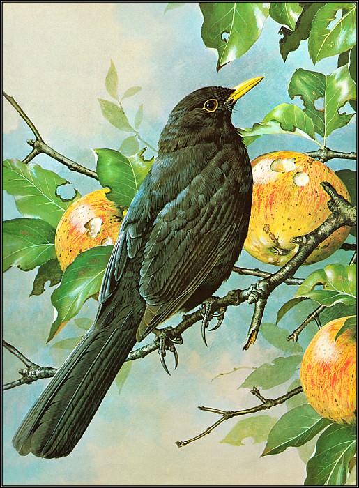 Blackbird. Basil Ede