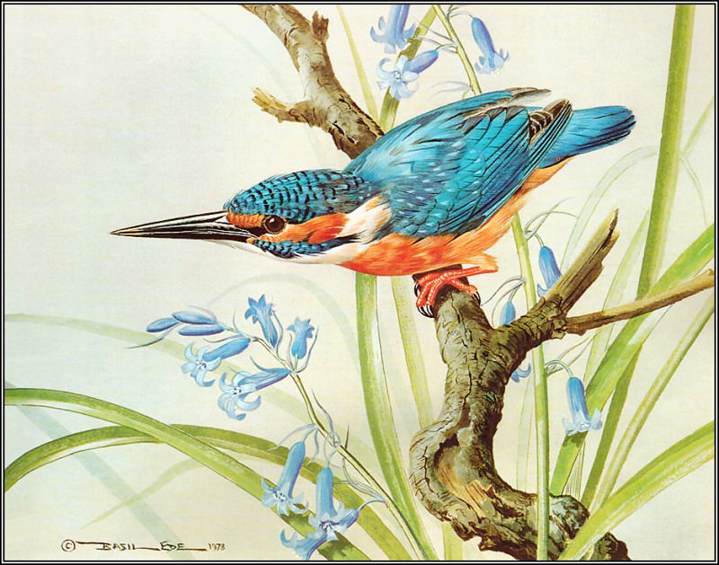 Kingfisher. Basil Ede