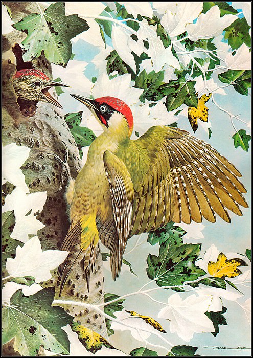 Green Woodpecker. Basil Ede