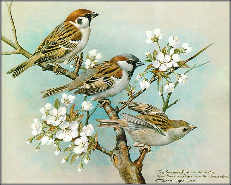 Tree Sparrow & House Sparrow. Basil Ede