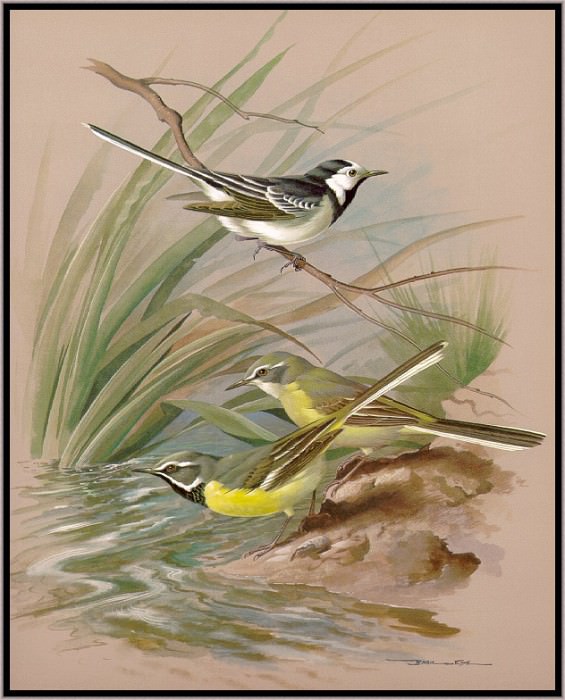 The Pied And Grey Wagtail. Basil Ede