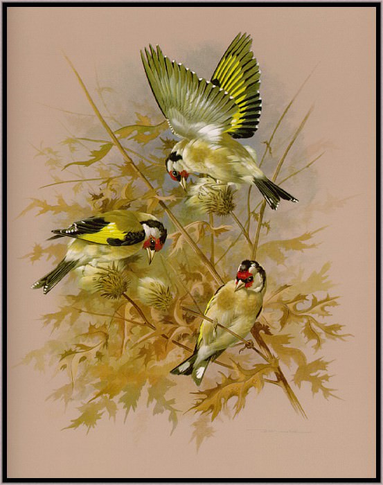 The Goldfinch. Basil Ede