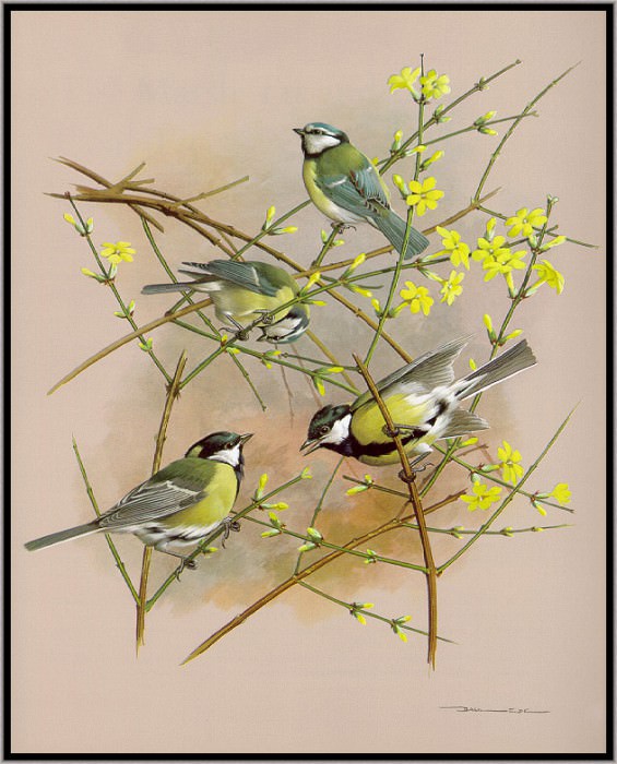 The Blue And Great Tit. Basil Ede