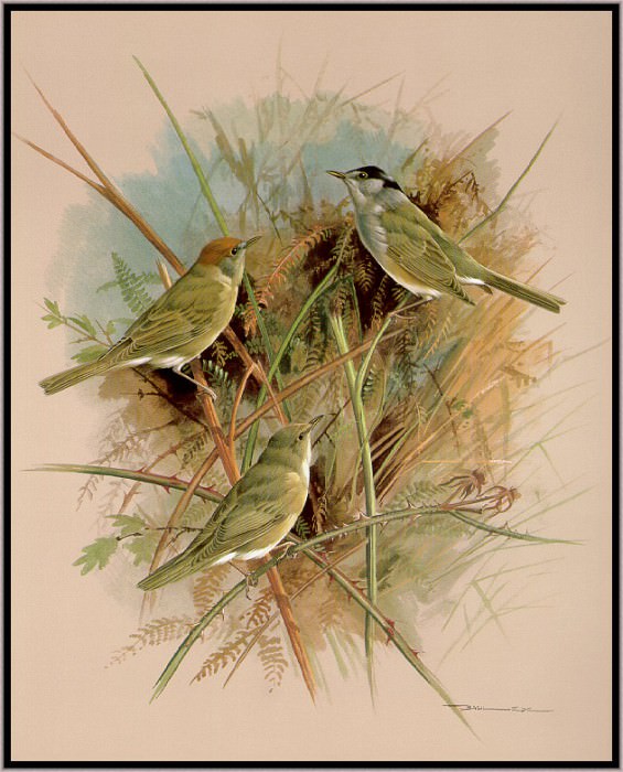 The Blackcap And Garden Warbler. Basil Ede