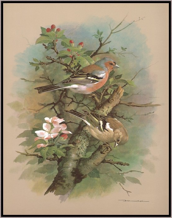 The Chaffinch. Basil Ede