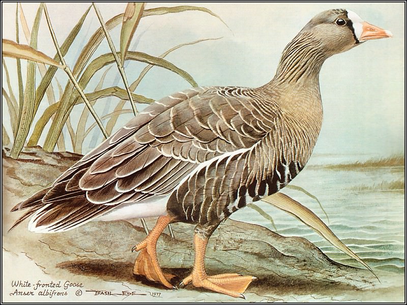 White Fronted Goose. Basil Ede