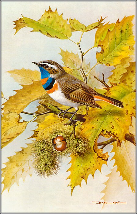 Мелкая певчая птица с голубым горлом. Безил Эде