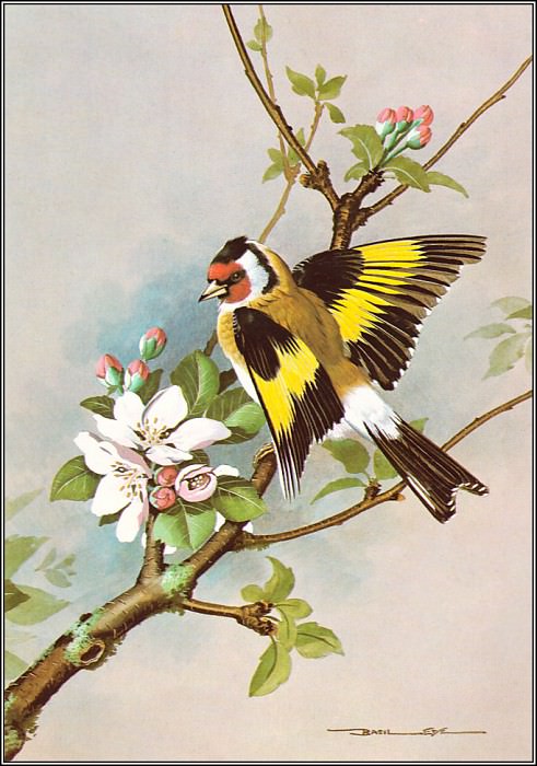 Goldfinch. Basil Ede