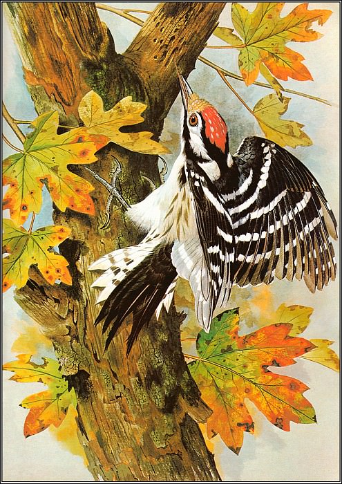 Lesser Spotted Woodpecker. Basil Ede