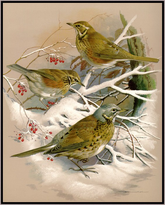 The Redwing And Fieldfare. Basil Ede