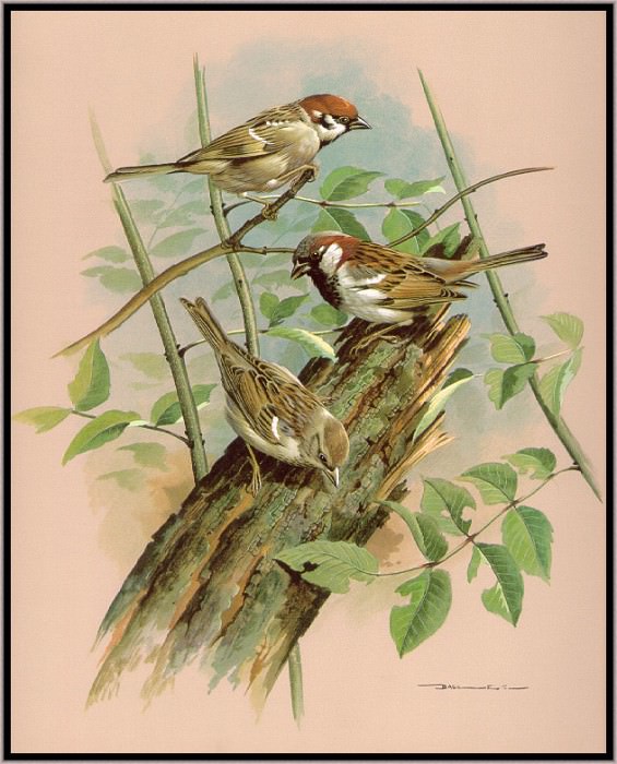 The House And Tree Sparrow. Basil Ede