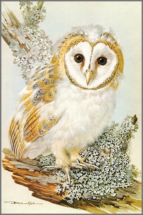 Barn Owl. Basil Ede