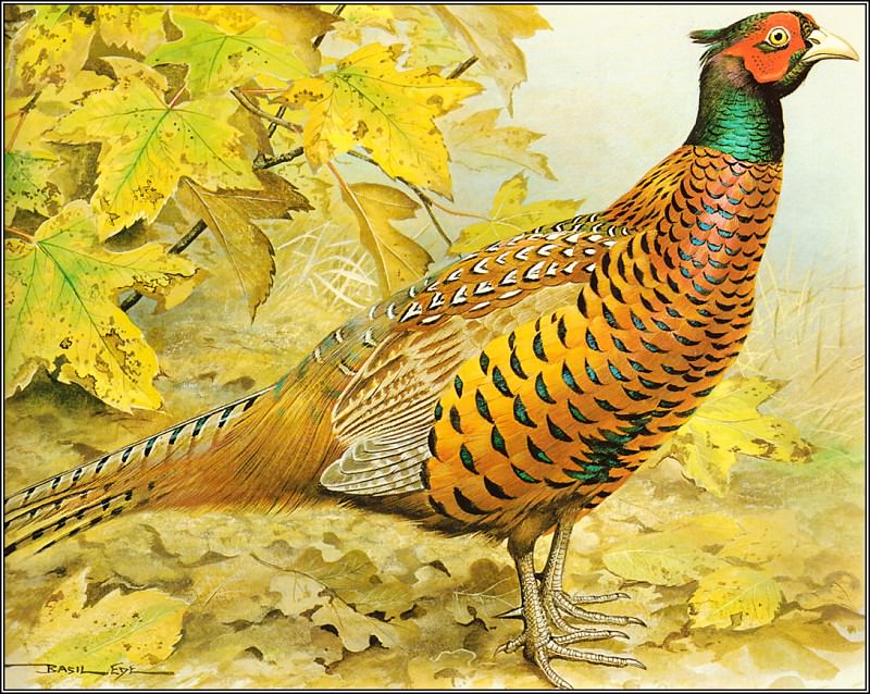 Pheasant. Basil Ede