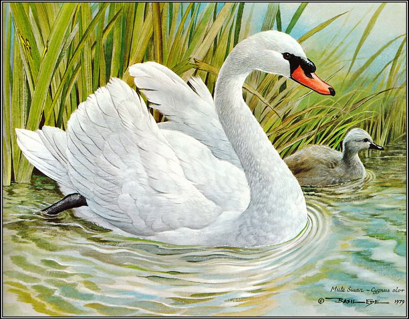 Mute Swan. Basil Ede