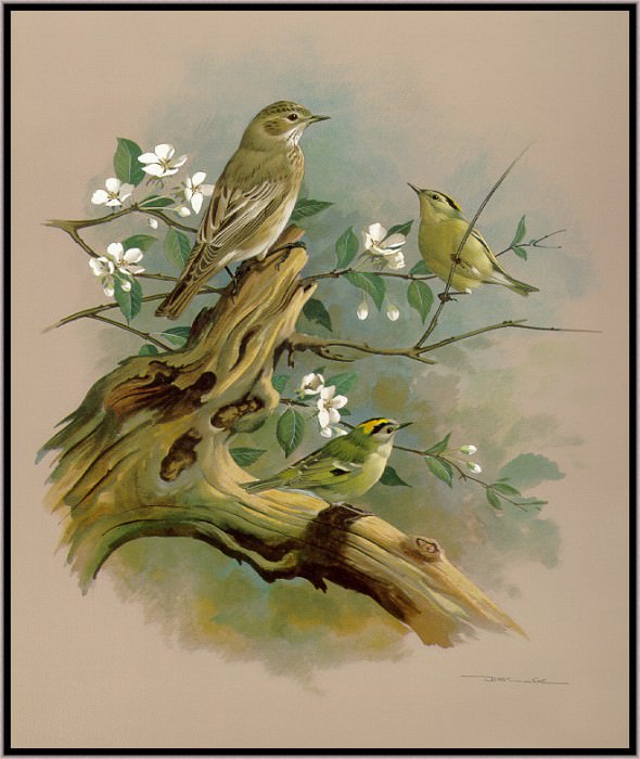 The Goldcrest And Spotted Flycatcher. Basil Ede