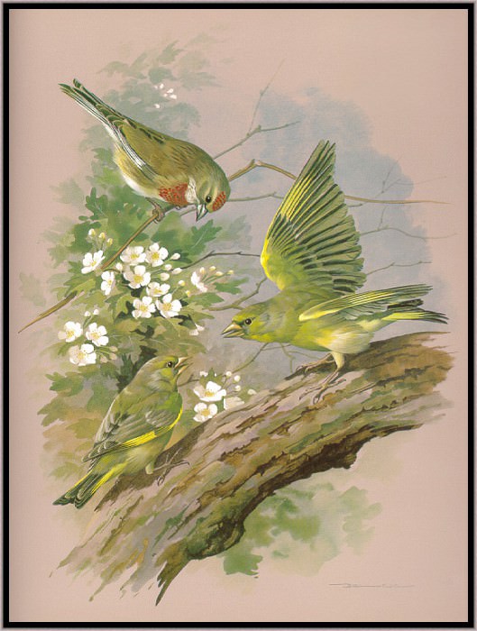The Greenfinch And The Linnet. Basil Ede