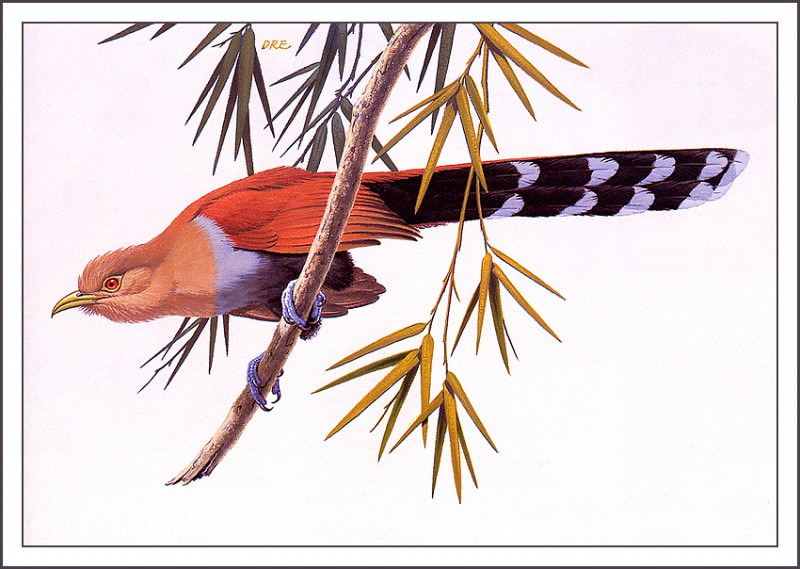 bs-na- Don R Eckelberry- Squirrel Cuckoo. Don R Eckelberry