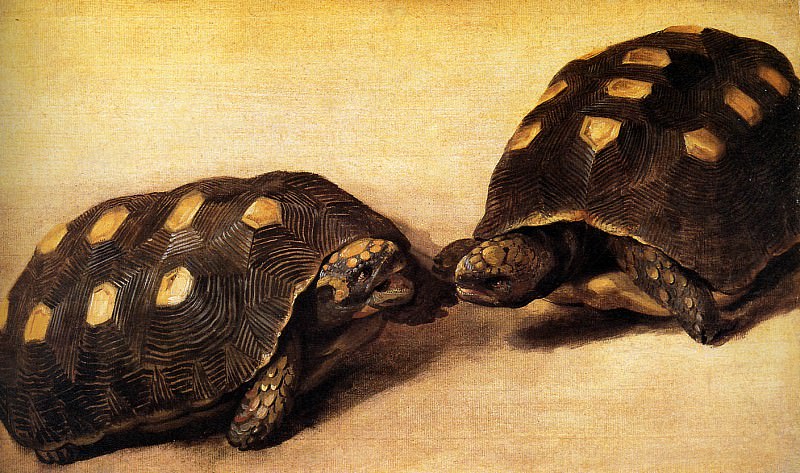 Two Brazilian tortoises. Albert Eckhout