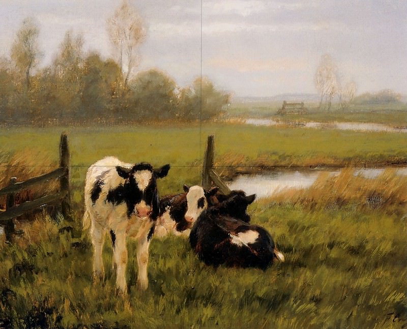 Young cattle. Freek Engel