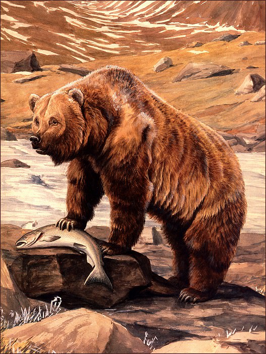 Аляскинский бурый медведь. Фуертс Луис Агассис