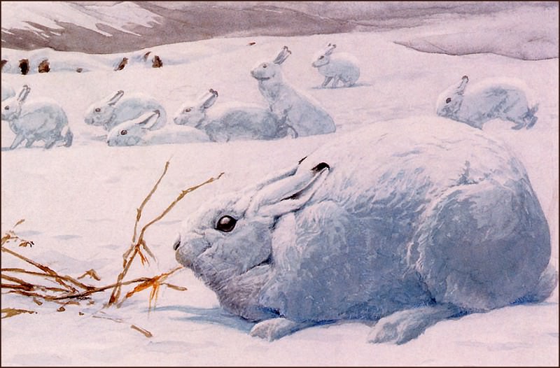 Arctic Hare. Louis Agassiz Fuertes