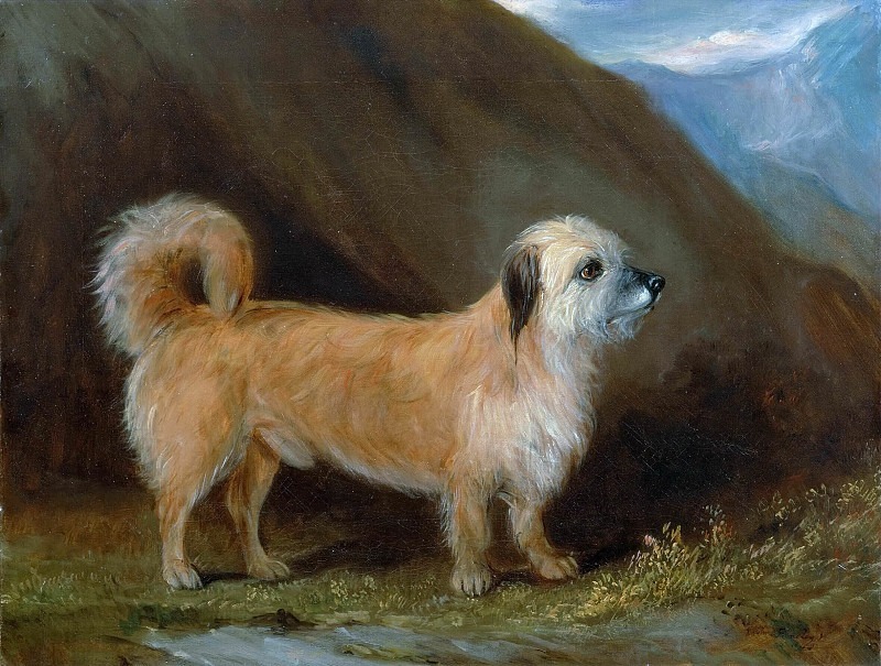 A Dandie Dinmont Terrier. John Ferneley