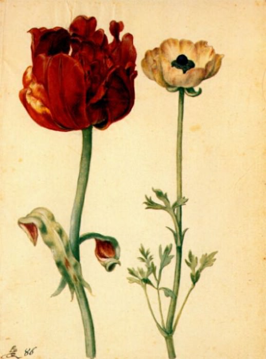 Тюльпан и белый мак, 1627-30. Георг Флегель